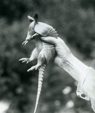 Un jeune tatou à neuf bandes tenu dans la main d