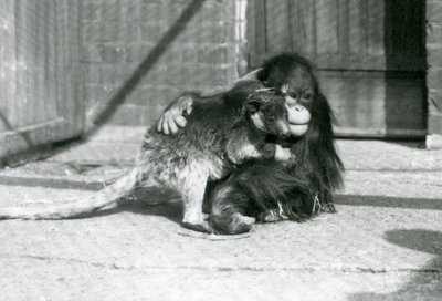 Un jeune orang-outan étreint un kangourou arboricole au zoo de Londres en 1927 - Frederick William Bond