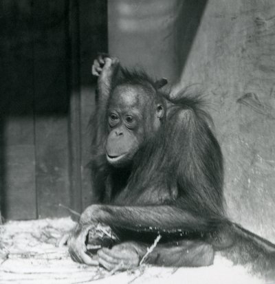 Un jeune orang-outan assis dans son enclos au Zoo de Londres, octobre 1925 - Frederick William Bond