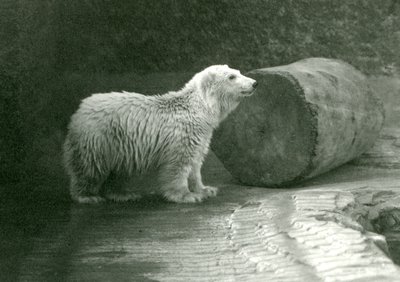 Un jeune ours polaire au Zoo de Londres, novembre 1924 - Frederick William Bond