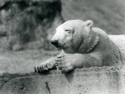 Un jeune ours polaire reposant sur une corniche en béton au zoo de Londres en 1927 - Frederick William Bond