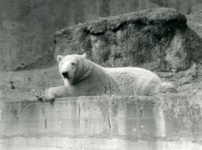Un jeune ours polaire se repose sur une corniche rocheuse dans son enclos au zoo de Londres en 1927 - Frederick William Bond
