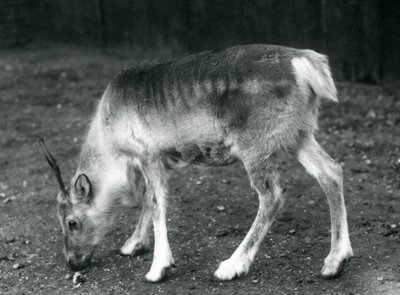Un jeune renne au Zoo de Londres, 1925 - Frederick William Bond