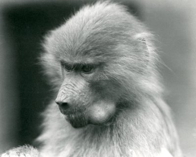 Un jeune babouin sacré avec sa poche buccale pleine, Zoo de Londres, 1925 - Frederick William Bond