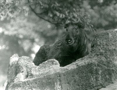 Un jeune Takin, également connu sous le nom de chamois de bétail ou de chèvre gnou, reposant sur un rocher, Zoo de Londres, juin 1924 - Frederick William Bond