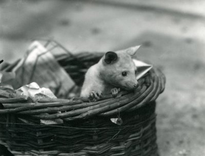 Un jeune opossum albinos regardant hors d