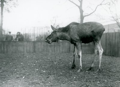 Un jeune Élan/Bison, avec des blessures de bois récemment perdus, debout dans son enclos au Zoo de Londres (photo n/b) - Frederick William Bond