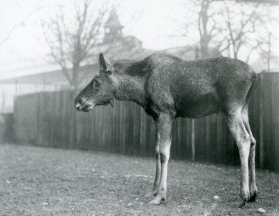Un jeune élan mâle, avec des blessures de bois récemment perdus, dans son enclos au Zoo de Londres - Frederick William Bond