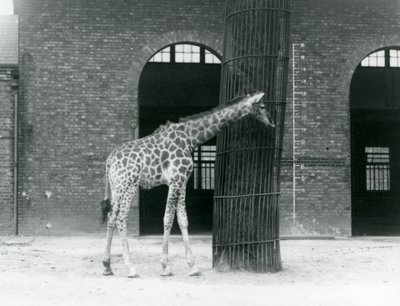 Une jeune girafe femelle debout devant un arbre, dans le paddock à l