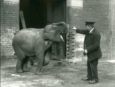 Jeune éléphante indienne avec le gardien H. Robertson, Zoo de Londres, 22 février 1922 - Frederick William Bond