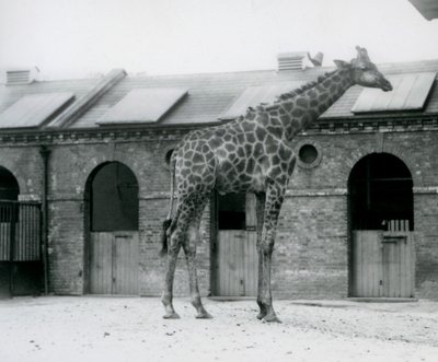 Un jeune girafe mâle debout dans son enclos devant la Maison des Girafes, Zoo de Londres - Frederick William Bond