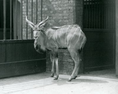 Un jeune mâle Grand Koudou debout dans son enclos au Zoo de Londres en 1929 (photo n/b) - Frederick William Bond