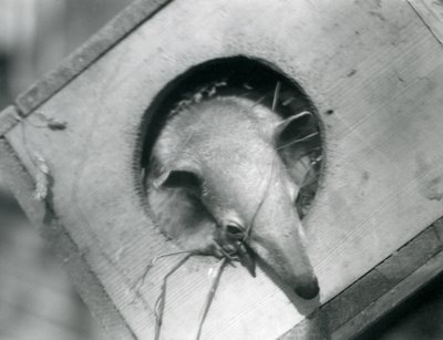 Un jeune tamandua regardant hors de sa boîte de nidification, Zoo de Londres, avril 1925 - Frederick William Bond