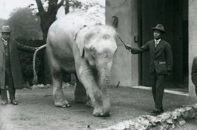 Un éléphant birman albinos avec des assistants dont le Dr. Saw Po Min, zoo de Londres, mai 1926 - Frederick William Bond