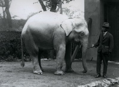 Éléphant blanc albinos Pawah avec le Dr. Saw Po Min, Zoo de Londres, mai 1926 - Frederick William Bond