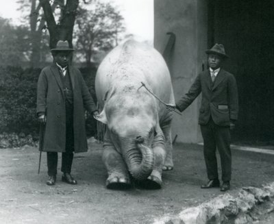 Éléphant Albinos Pawah avec Dr. Saw Po Min et son fils, Zoo de Londres, mai 1926 - Frederick William Bond