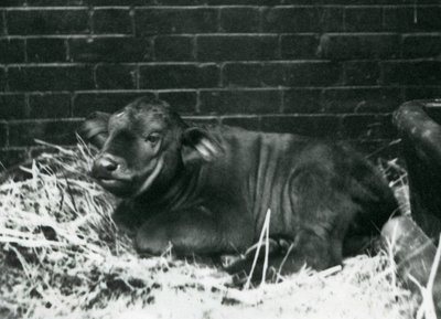 Un veau de buffle du Cap africain, né dans la ménagerie le 8 février 1927, couché dans la paille, zoo de Londres, février 1927 - Frederick William Bond