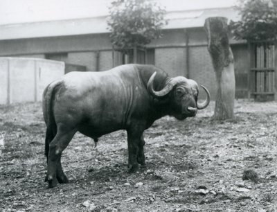 Un buffle d