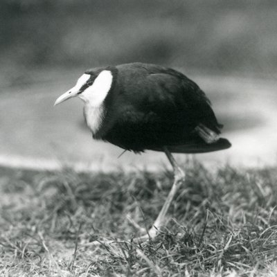 Un jacana africain debout sur l