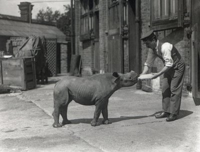 Un rhinocéros africain, Kathlene, et le gardien Harry Warryck au zoo de Londres, septembre 1928 - Frederick William Bond