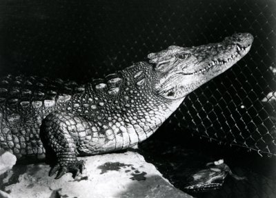 Un alligator américain au Zoo de Londres en septembre 1924 - Frederick William Bond
