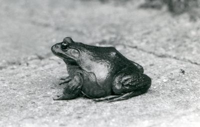Une grenouille taureau américaine, Zoo de Londres, 1925 - Frederick William Bond