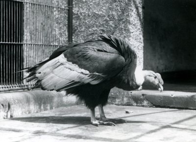 Un vautour des Andes debout sur le sol de son enclos au zoo de Londres en juillet 1925 - Frederick William Bond