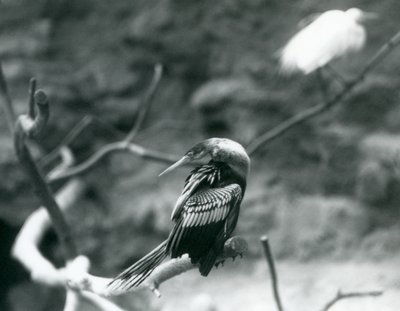 Un anhinga assis sur une branche au Zoo de Londres en septembre 1927 - Frederick William Bond