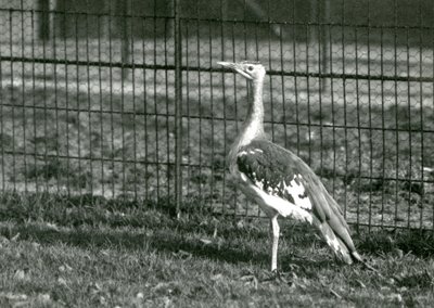 Un outarde arabe debout dans son enclos au Zoo de Londres, 1924 - Frederick William Bond