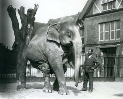Un éléphant asiatique se grattant contre un arbre mort, en équilibre sur trois pattes, avec son dresseur, Syed Ali, regardant, zoo de Londres - Frederick William Bond