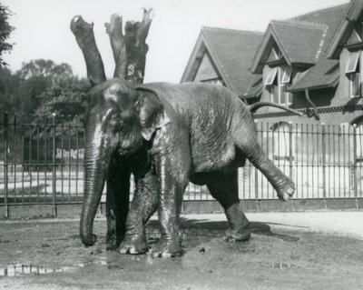 Un éléphant d