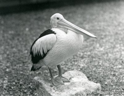 Un pélican australien debout sur une pierre au Zoo de Londres en 1929 (photo n/b) - Frederick William Bond