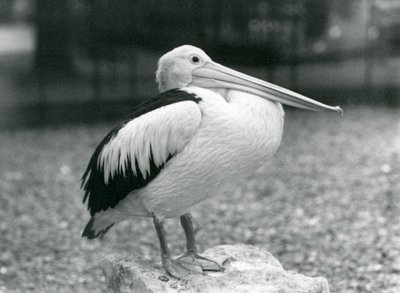 Un pélican australien debout sur une pierre au Zoo de Londres en 1929 (photo n/b) - Frederick William Bond