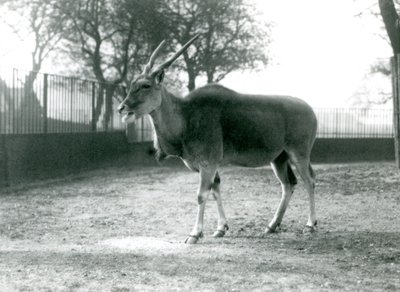 Un éland dans son paddock au Zoo de Londres en juin 1925 - Frederick William Bond