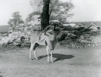 Un éland dans son enclos au Zoo de Londres en 1929 (photo n/b) - Frederick William Bond