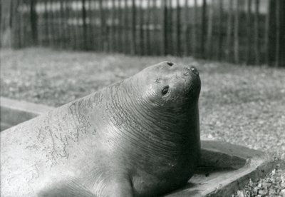 Un éléphant de mer se reposant dans son bassin au zoo de Londres en 1930 (photo n/b) - Frederick William Bond