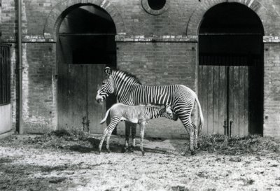Un zèbre de Grévy en danger, debout nourrissant son poulain de 4 jours, dans leur enclos au zoo de Londres en août 1927 - Frederick William Bond
