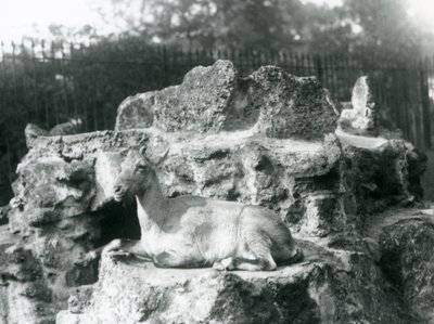 Un ibex de l