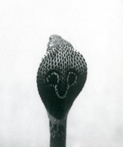 Un cobra indien à lunettes avec tête levée et capuche déployée, Zoo de Londres, octobre 1925 - Frederick William Bond