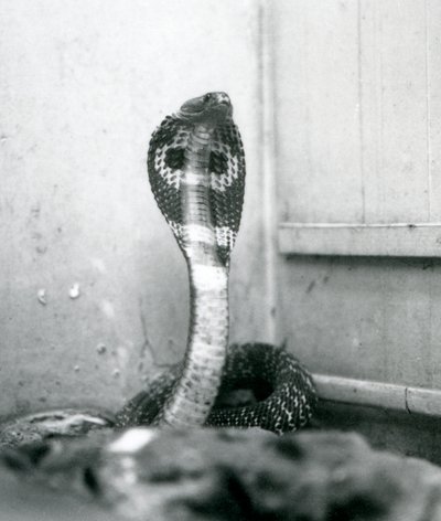 Un cobra indien à lunettes avec tête levée et capuche déployée, Zoo de Londres, octobre 1925 - Frederick William Bond