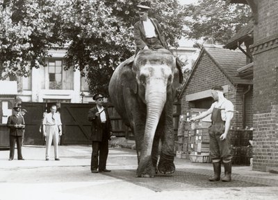 Un éléphant indien pesé par des gardiens au zoo de Londres, août 1935 - Frederick William Bond