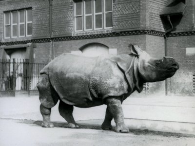 Un rhinocéros indien au zoo de Londres - Frederick William Bond