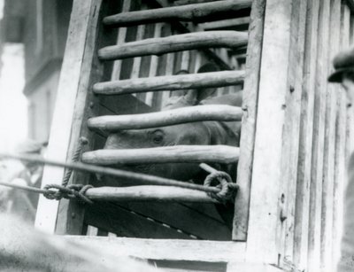 Un rhinocéros indien regardant hors de sa caisse de transport en bois à son arrivée au Zoo de Londres en 1924 - Frederick William Bond