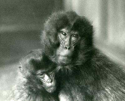 Un adulte et un jeune gelada au zoo de Londres en janvier 1925 - Frederick William Bond