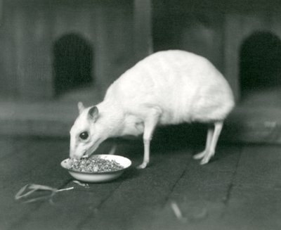 Un chevrotain javanais albinos mangeant dans un bol au Zoo de Londres en 1926 - Frederick William Bond