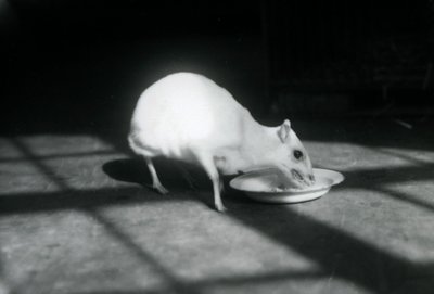 Un chevrotain albinos mangeant dans un plat, zoo de Londres, décembre 1926 - Frederick William Bond