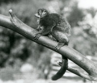 Un lémur géant de Coquerel en danger, reposant sur une branche au zoo de Londres, octobre 1929 - Frederick William Bond