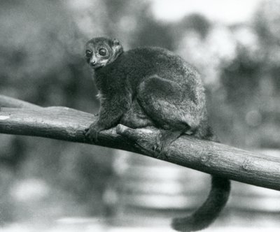 Un lémurien géant de Coquerel en danger / lémurien nain de Coquerel / lémurien géant du sud, reposant sur une branche au Zoo de Londres, octobre 1929 (photo n/b) - Frederick William Bond