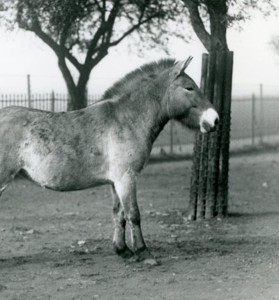 Un cheval sauvage de Przewalski en danger debout dans son enclos au zoo de Londres, octobre 1927 - Frederick William Bond