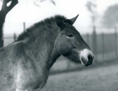 Un cheval sauvage de Przewalski en danger debout dans son enclos au zoo de Londres, octobre 1927 - Frederick William Bond